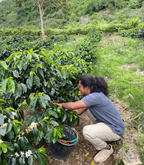 Marjan Semelet, Aceh Red Bourbon – Wet Hulled Indonesia