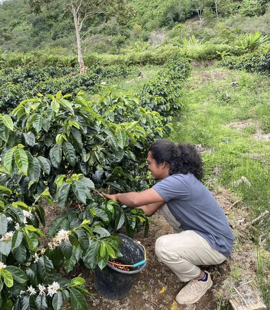 Marjan Semelet, Aceh Red Bourbon – Wet Hulled Indonesia